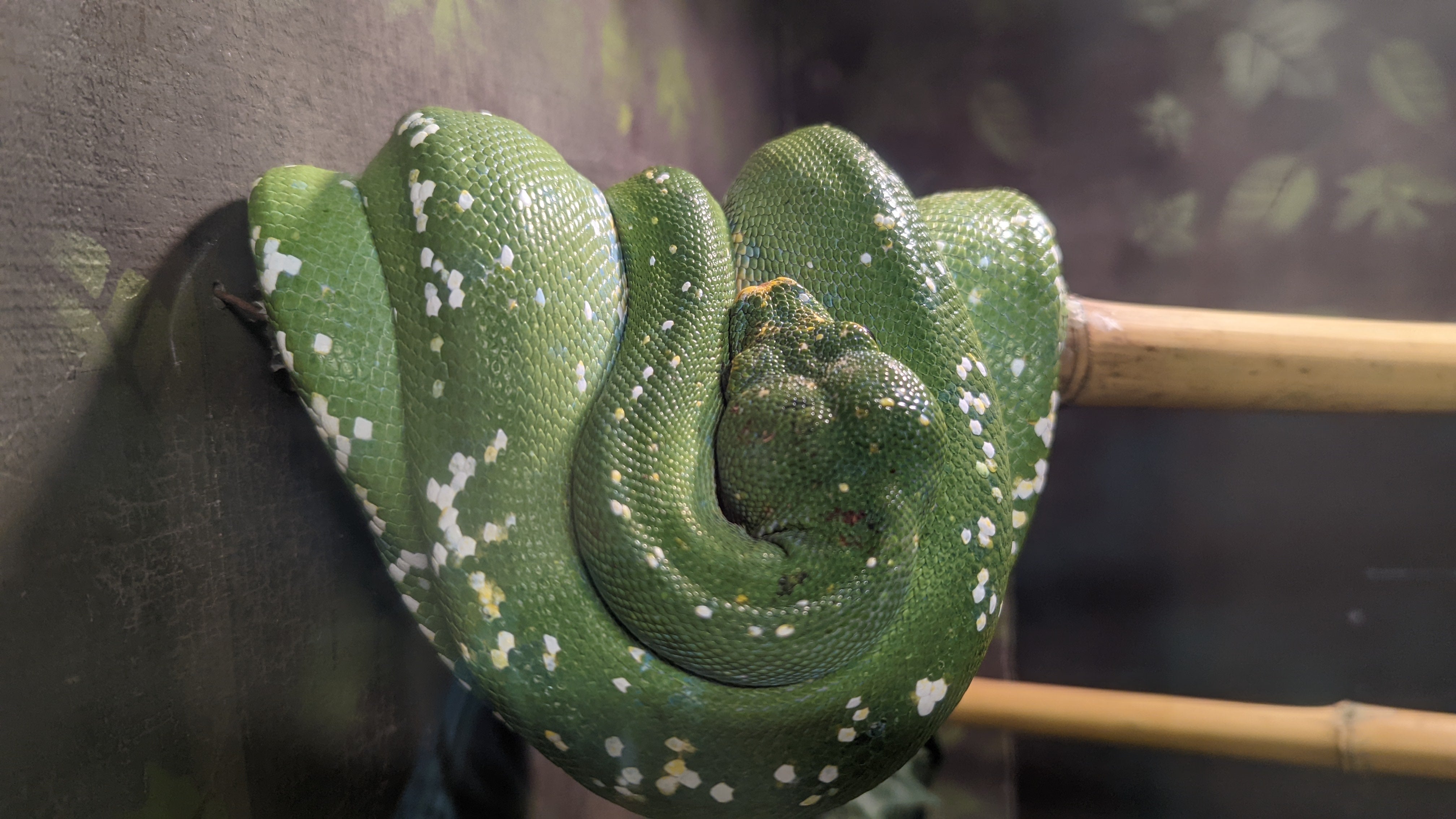 Roer's zoofari vienna va snake