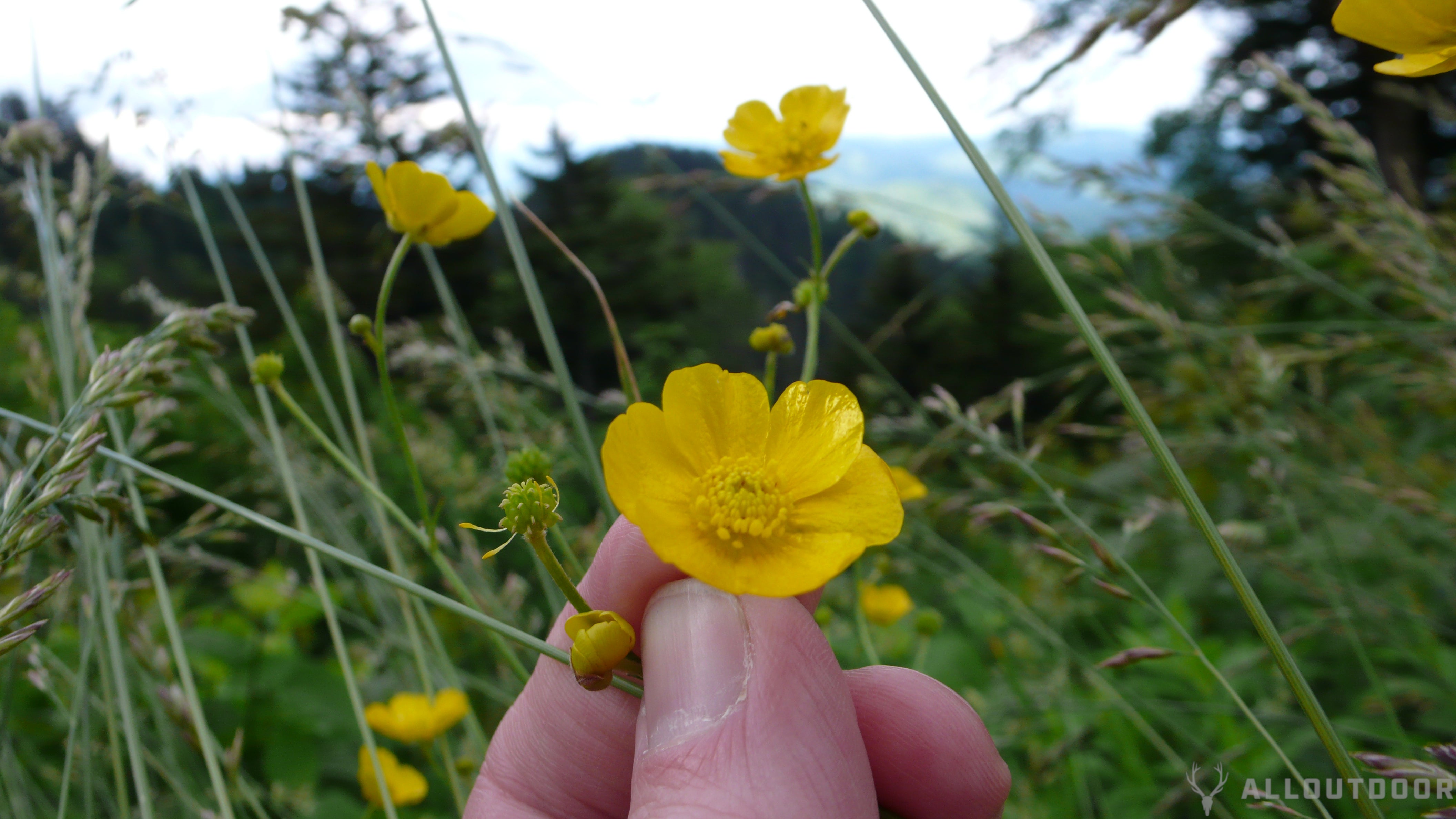 Great Smoky Mountain National Park Review