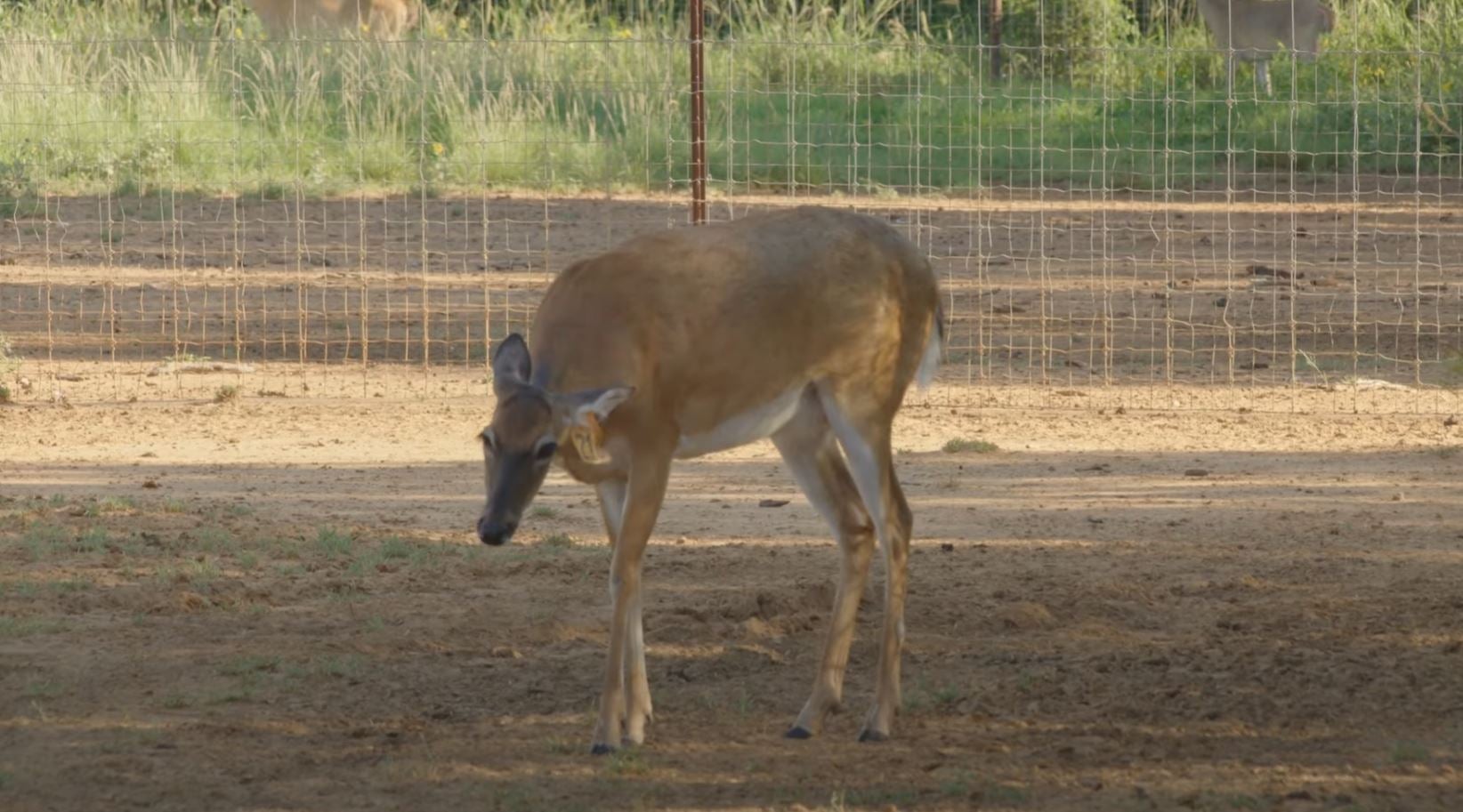 Can CWD Be Solved? New Video from The High Road Group