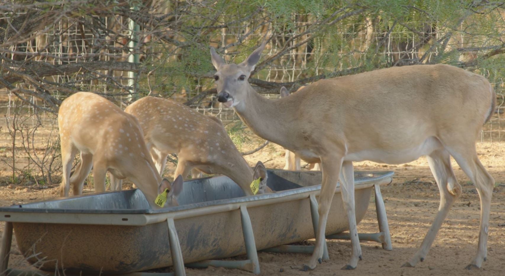 Can CWD Be Solved? New Video from The High Road Group
