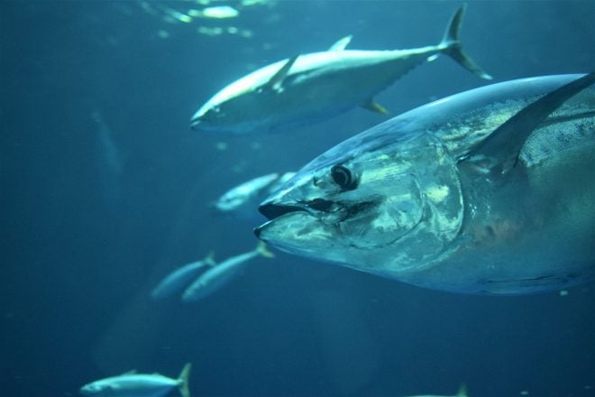 Northern Area Trophy Fishery for Atlantic Bluefin Tuna: Closed – Quota Met