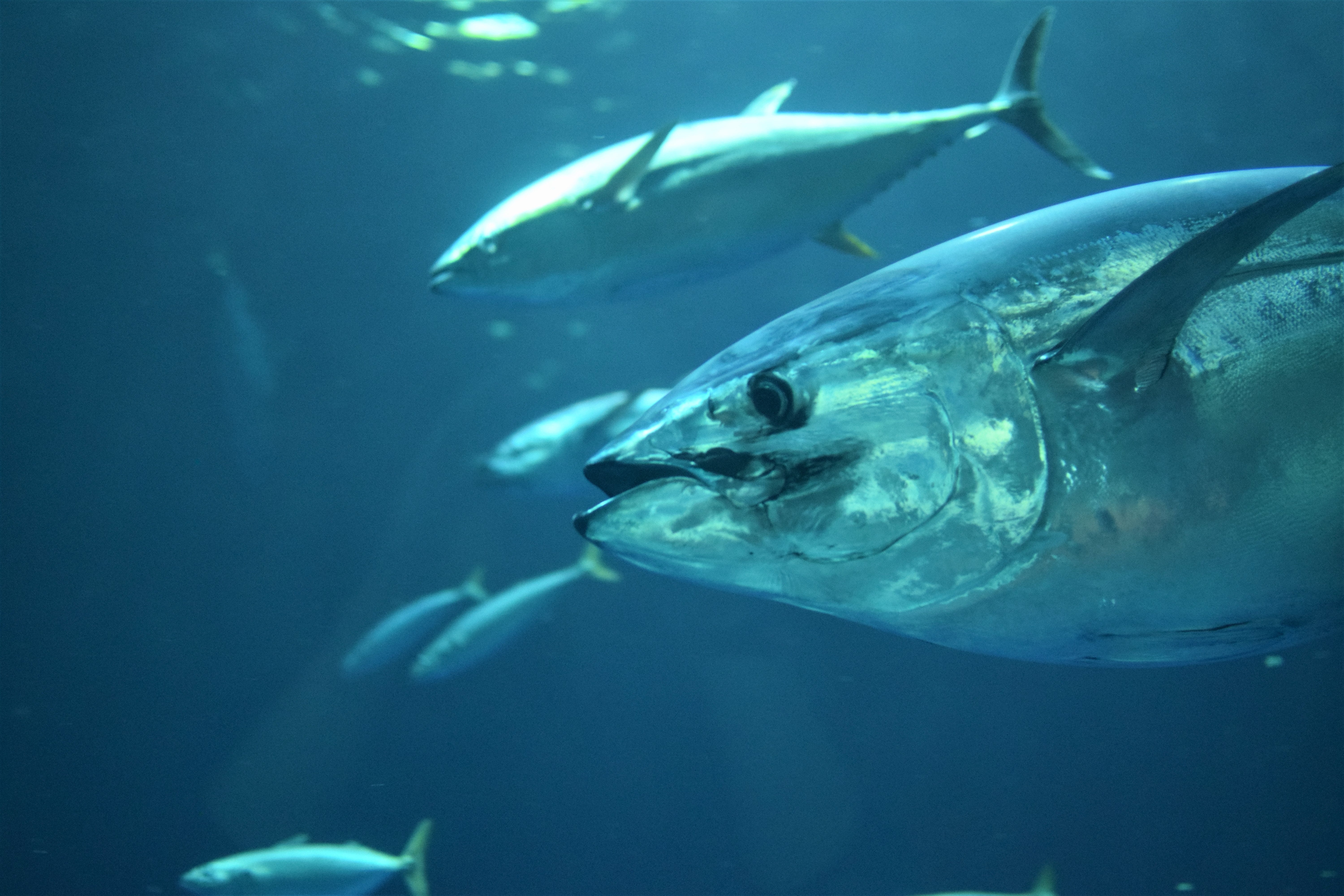 Northern Area Trophy Fishery for Atlantic Bluefin Tuna: Closed – Quota Met Northern Area Trophy Fishery for Atlantic Bluefin Tuna: Closed – Quota Met