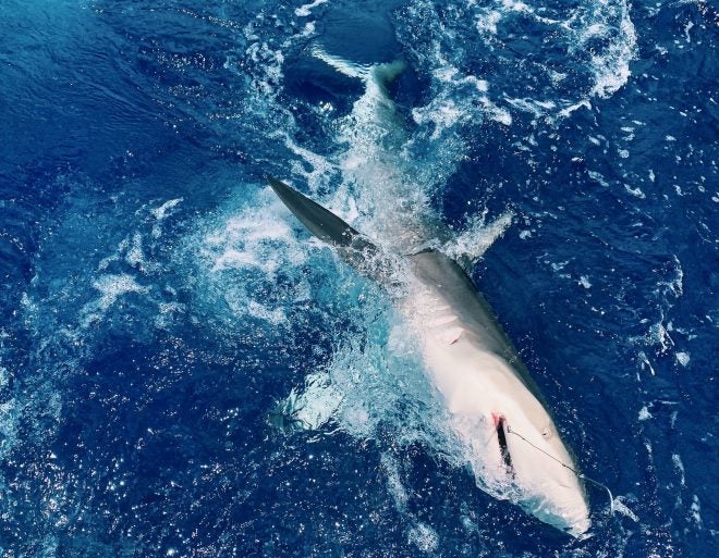 Shark Category Returns to Alabama Deep Sea Fishing Rodeo