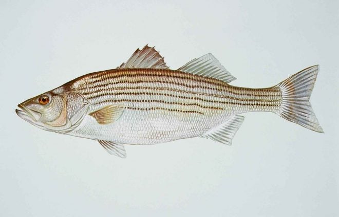 New Gulf Striped Bass Conservation Rules – Florida Fish and Wildlife New Gulf Striped Bass Conservation Rules – Florida Fish and Wildlife