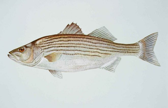 Salt Ponds Striper Kill Blamed on Worms in Falmouth, Massachusetts