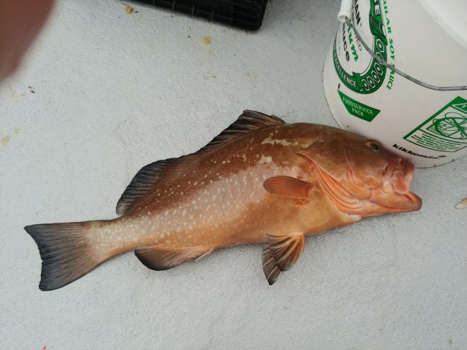 State Water Recreational Red Grouper Closing August 30th