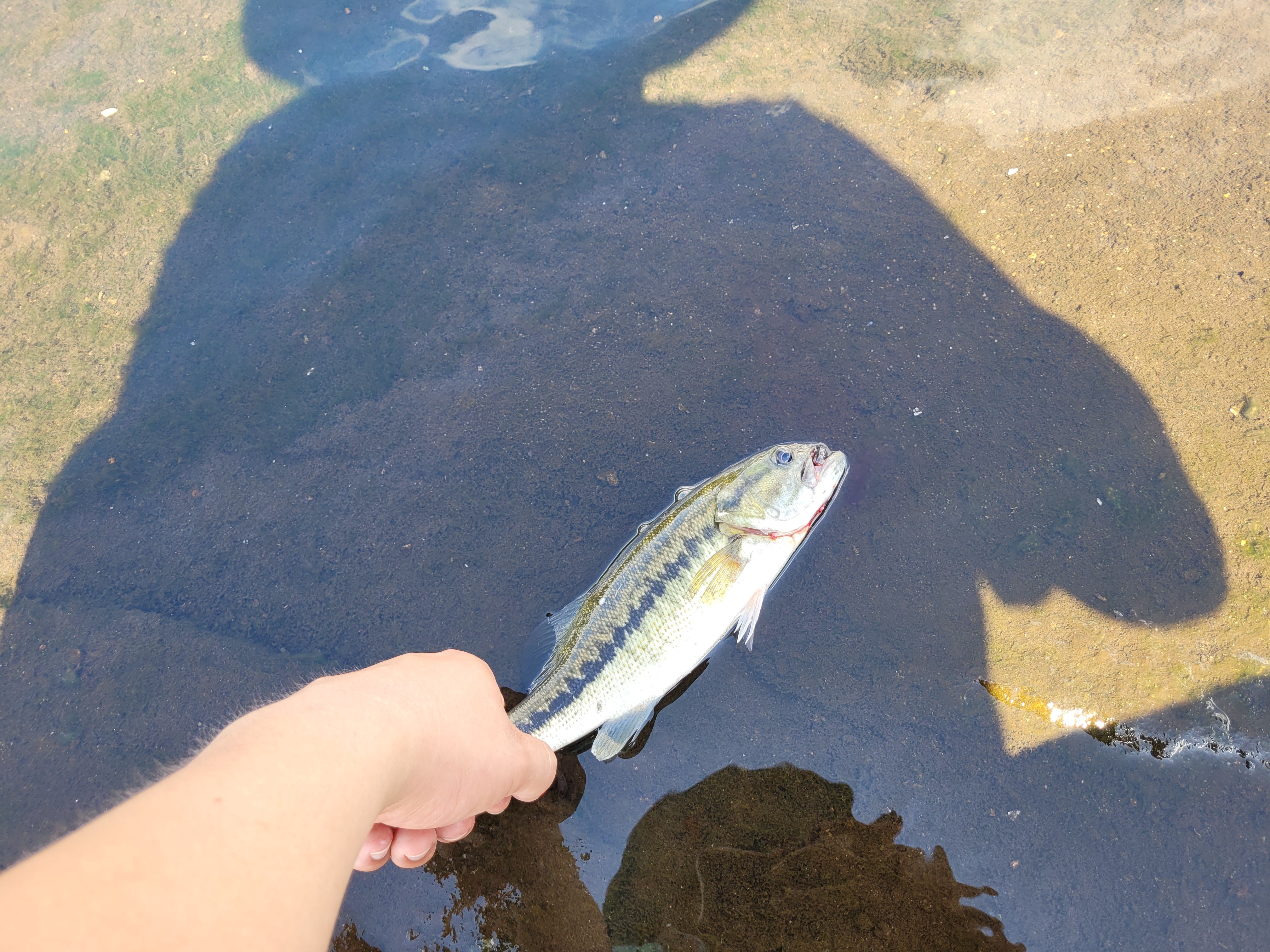 Jordan Lake Alabama Coosa River Spotted Bass