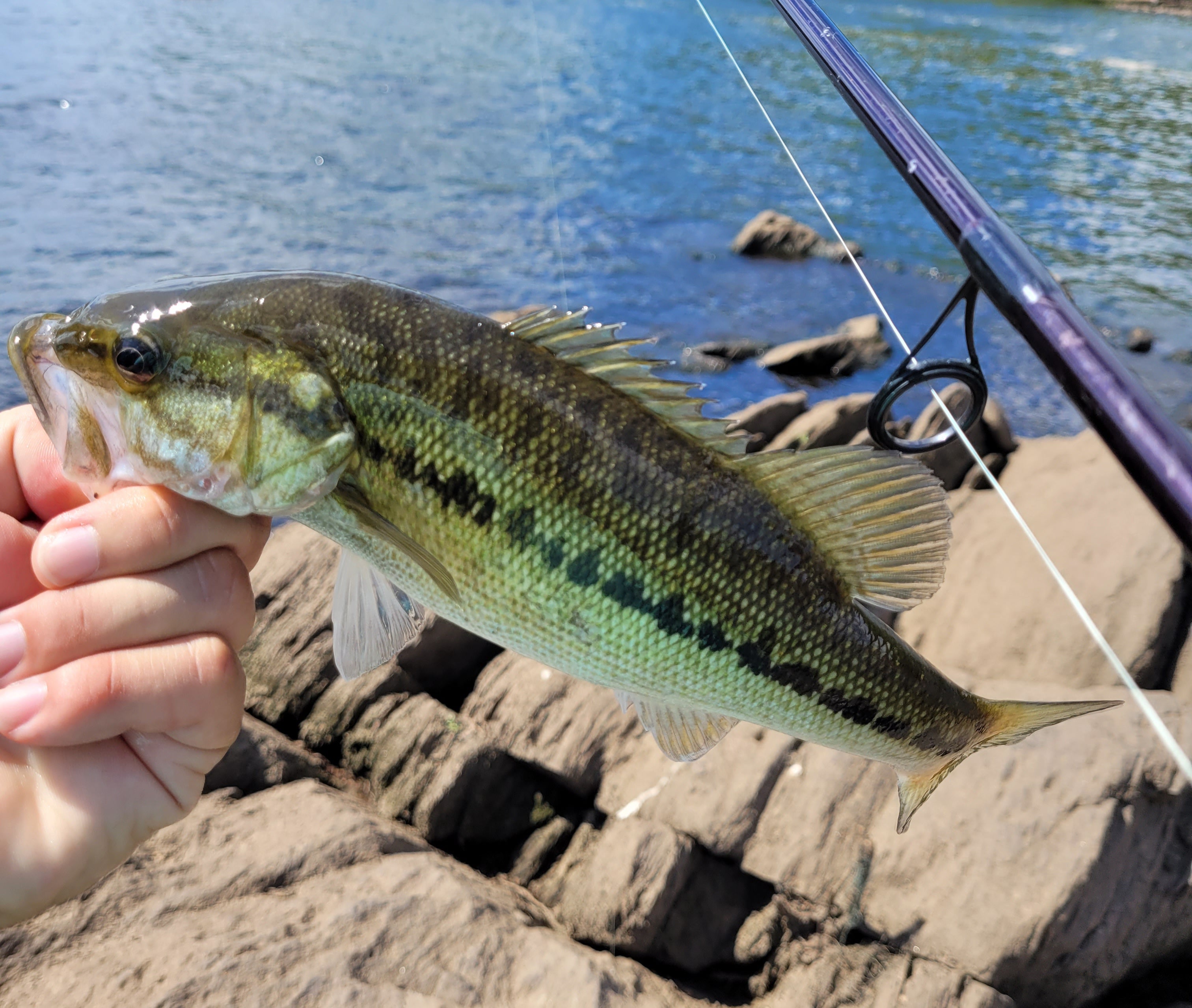 Jordan Lake Alabama Coosa River Spotted Bass