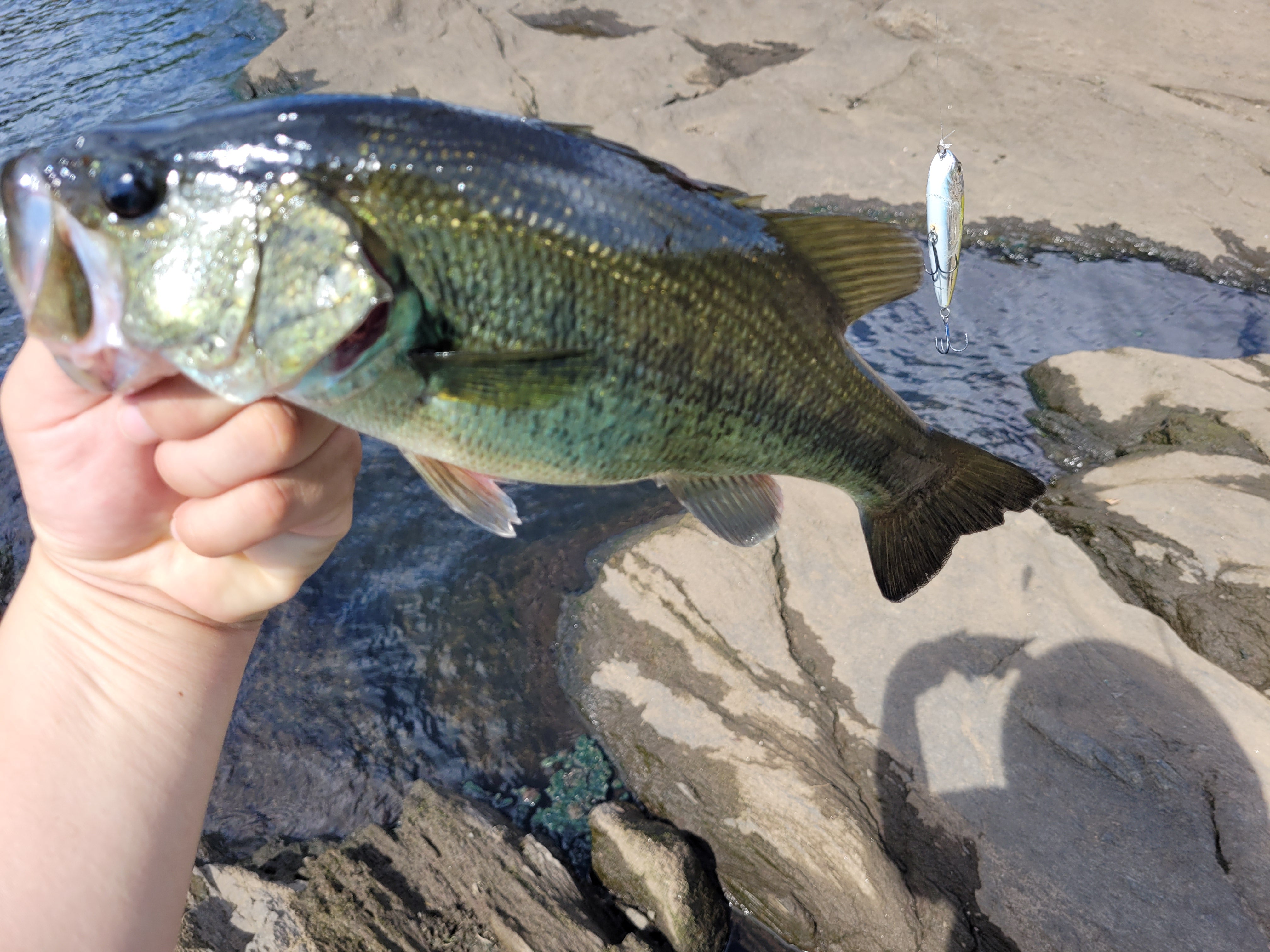 Jordan Lake Alabama Coosa River Spotted Bass