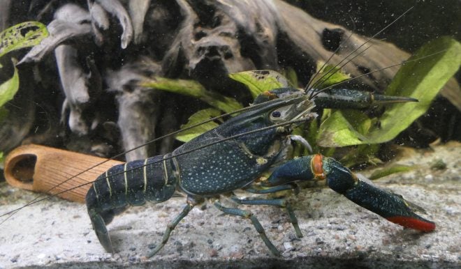 Invasive Australian Redclaw Crayfish Found in Texas Invasive Australian Redclaw Crayfish Found in Texas