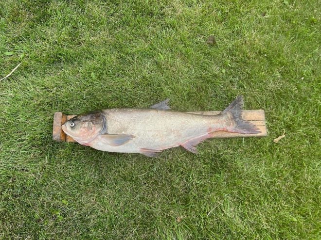 Silver Carp Removed from Lake Calumet Silver Carp Removed from Lake Calumet