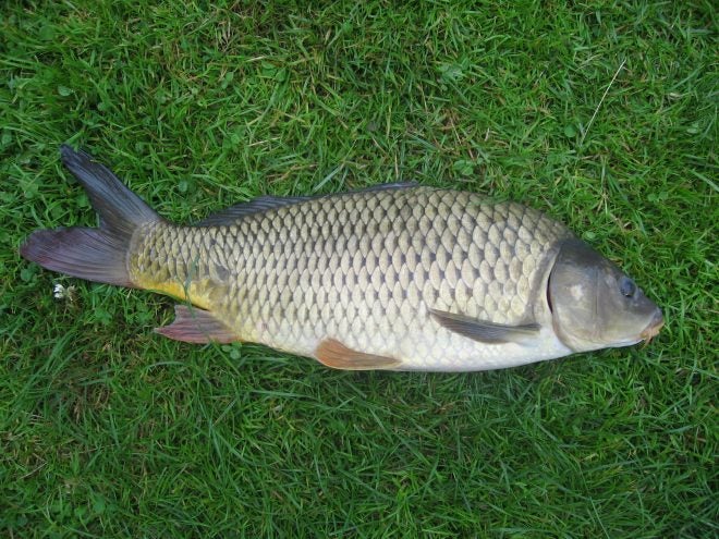 Iowa DNR Finds Koi Herpes Virus (KHV) Culprit to Storm Lake Carp Death