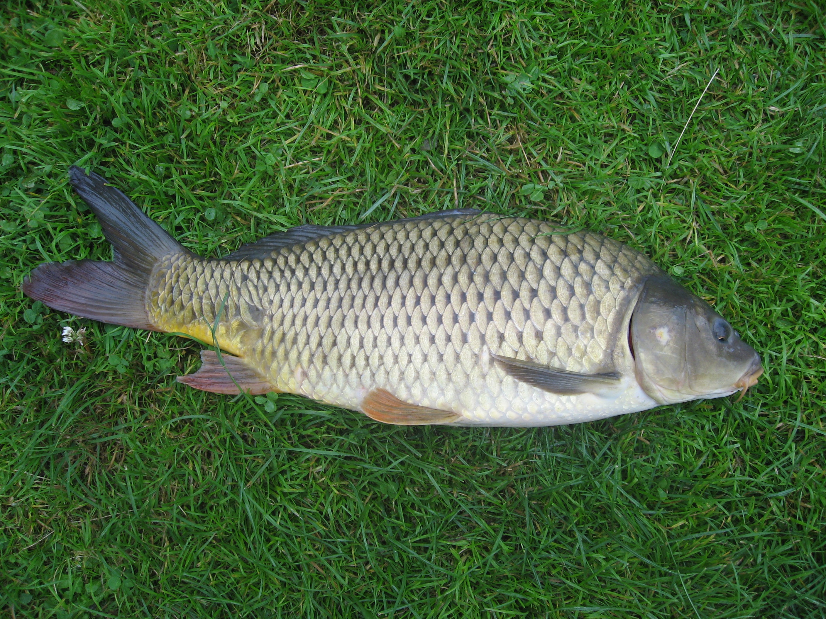 Iowa DNR Finds Koi Herpes Virus (KHV) Culprit to Storm Lake Carp Death Iowa DNR Finds Koi Herpes Virus (KHV) Culprit to Storm Lake Carp Death