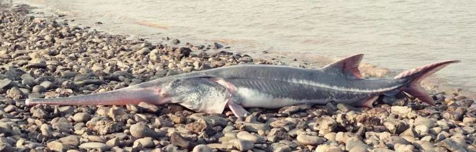 Chinese Paddlefish and Wild Yangtze Sturgeon Declared Extinct