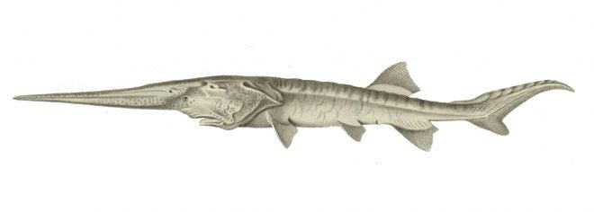 Chinese Paddlefish and Wild Yangtze Sturgeon Declared Extinct