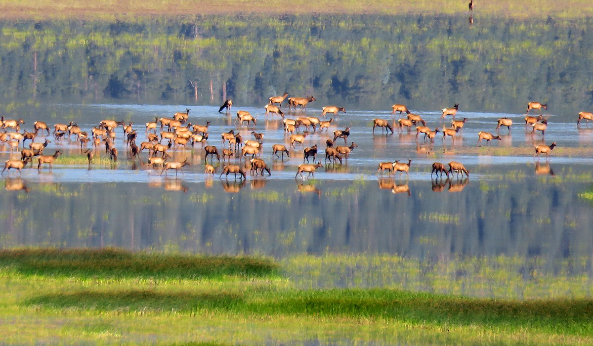 Wyoming Elk Habitat Research