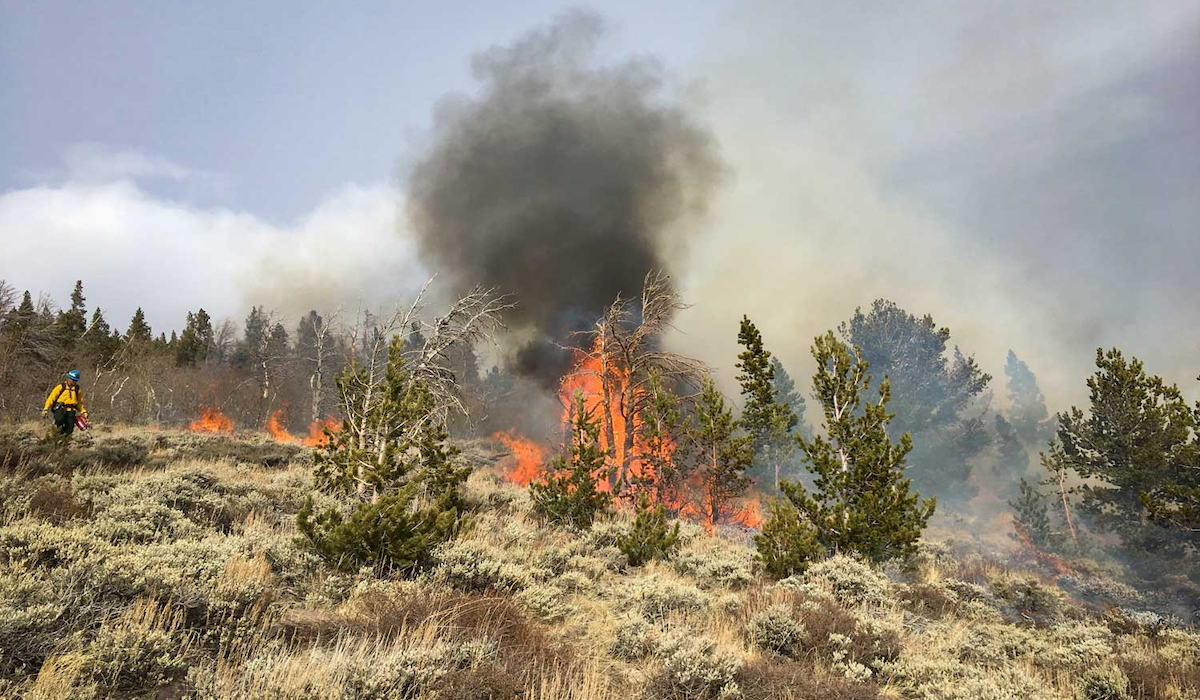 Wyoming Elk Habitat Research