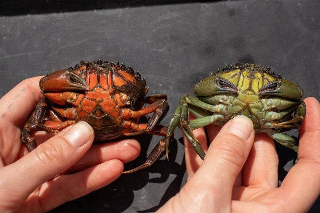Invasive European Green Crabs in Alaska Confirmed Invasive European Green Crabs in Alaska Confirmed
