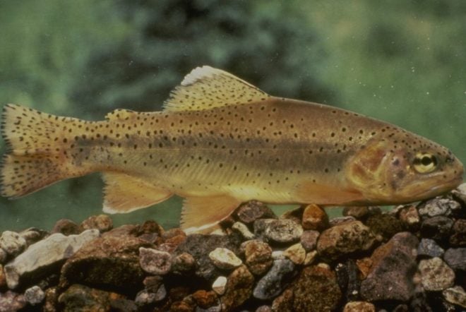 Apache Trout Delisting from Endangered Species Act Recommended Apache Trout Delisting from Endangered Species Act Recommended