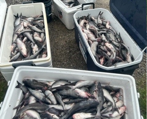 5 Men Caught 100 Blue Catfish OVER the Louisiana Limit 5 Men Caught 100 Blue Catfish OVER the Louisiana Limit