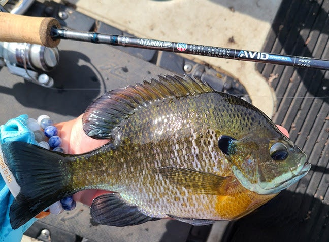 St, Croix Avid Panfish