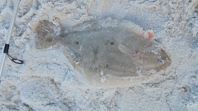 N.C. Division of Marine Fisheries Needs your Flounder Carcasses
