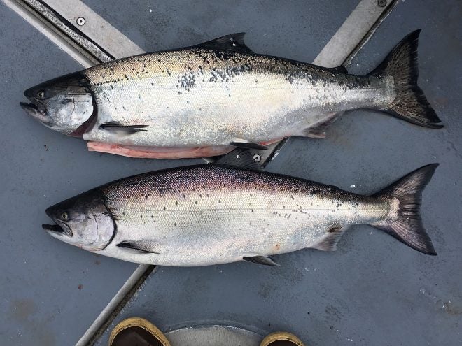 Michigan DNR Salmon Stocking Increase Proposed in Lake Michigan