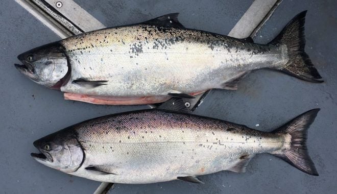 Chinook Salmon Stocking to be Increased in Lake Michigan