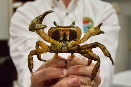 Report Blue Land Crab Sightings in South Carolina Report Blue Land Crab Sightings in South Carolina