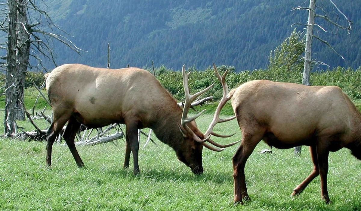 Idaho Elk Habitat Receives $2.1 Million in Upgrades