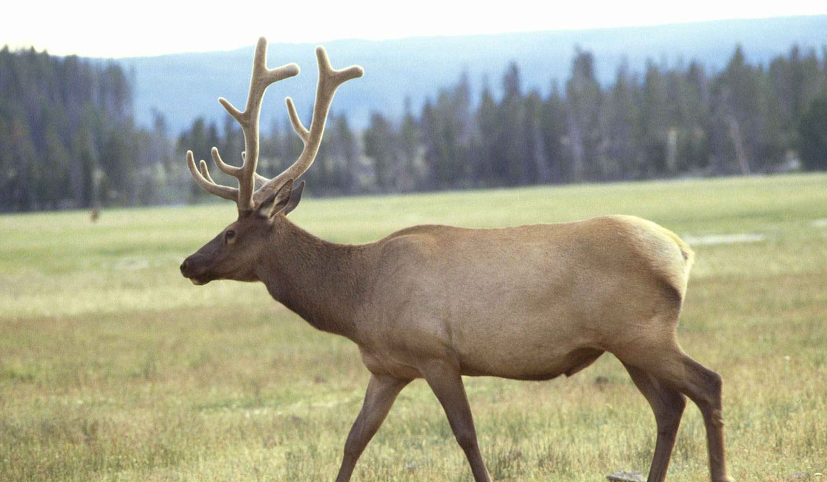 Idaho Elk Habitat Receives $2.1 Million in Upgrades