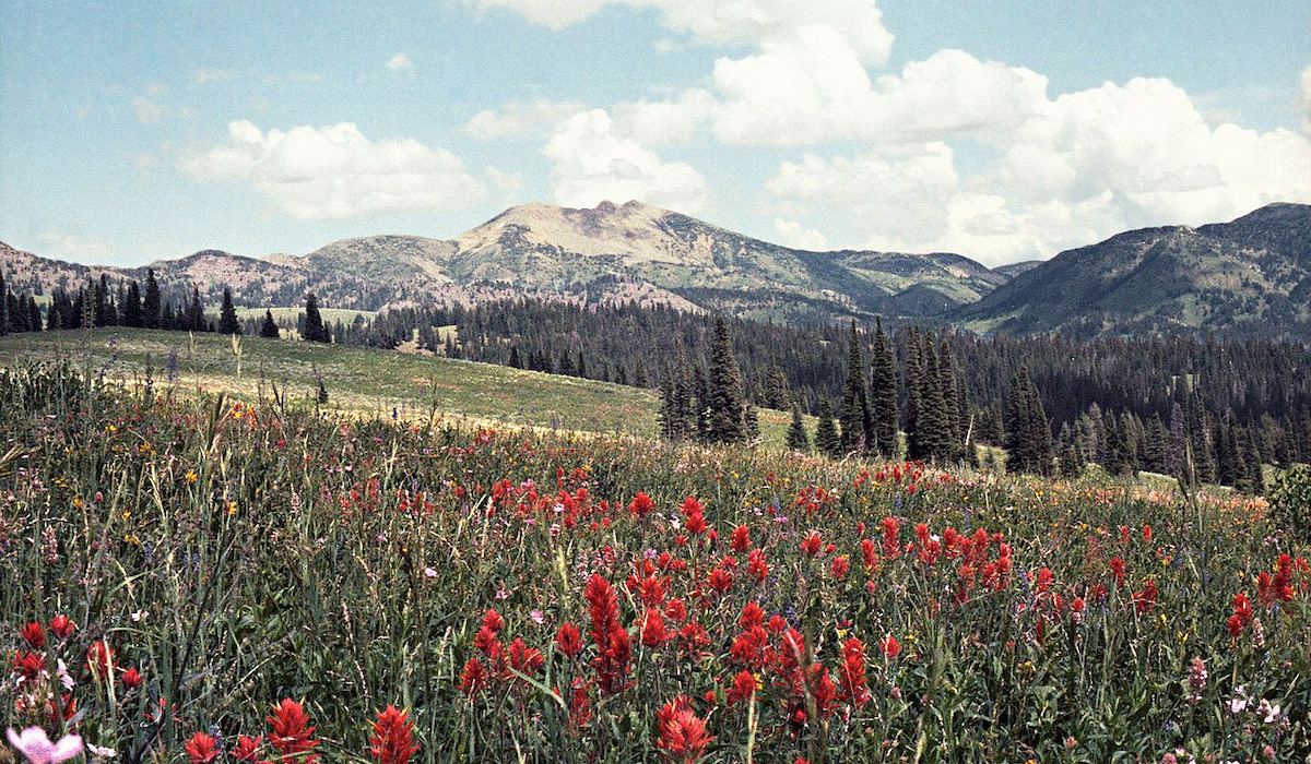 Idaho Elk Habitat Receives $2.1 Million in Upgrades