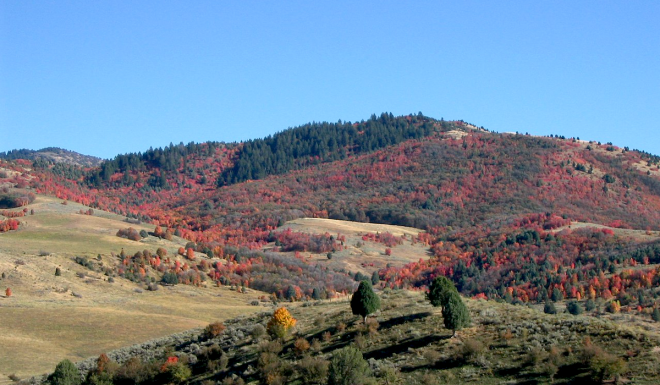 Idaho Elk Habitat Receives $2.1 Million in Upgrades