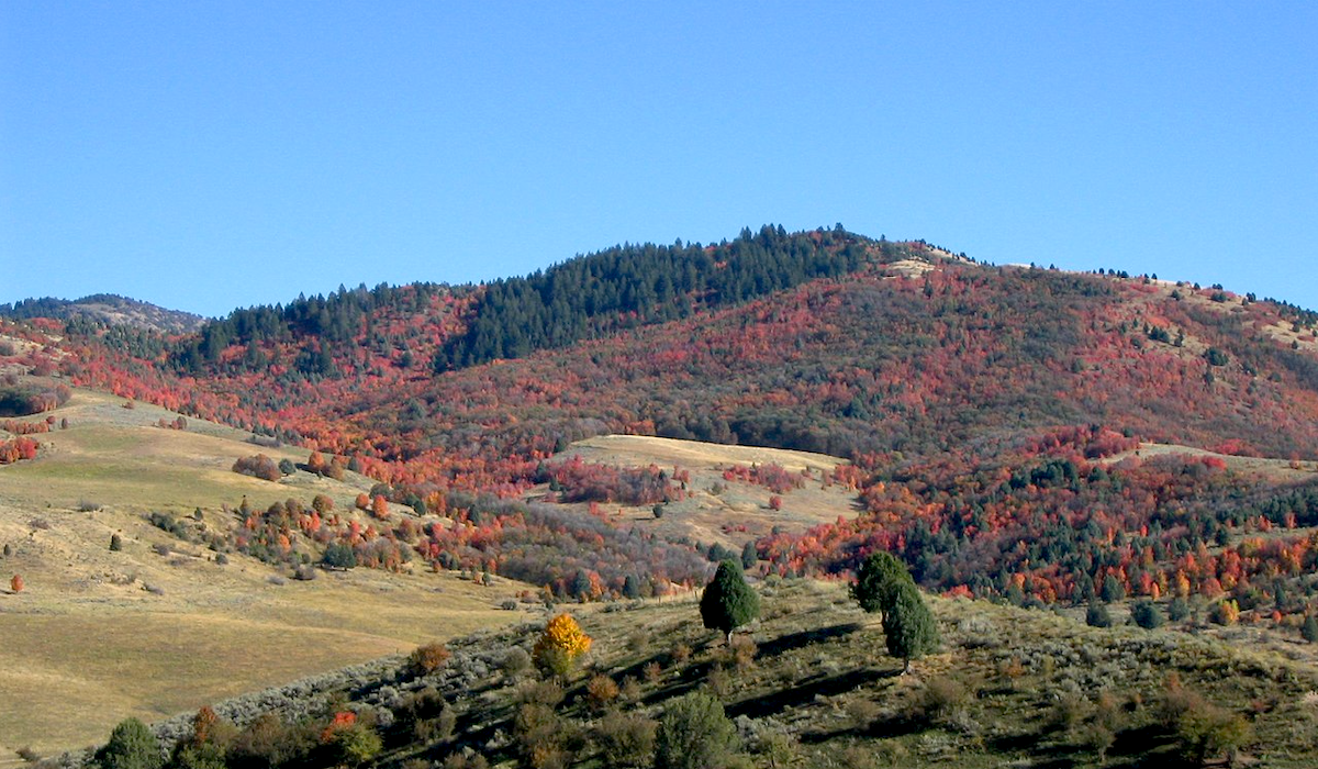 Idaho Elk Habitat Receives $2.1 Million in Upgrades Idaho Elk Habitat Receives $2.1 Million in Upgrades