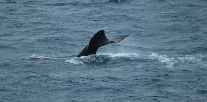 Florida Fish & Wildlife Conservation not Backing NOAA Speed Restrictions Florida Fish & Wildlife Conservation not Backing NOAA Speed Restrictions