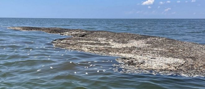 LWFC adopts Notice-of-Intent (NOI) for New Menhaden Regulations LWFC adopts Notice-of-Intent (NOI) for New Menhaden Regulations