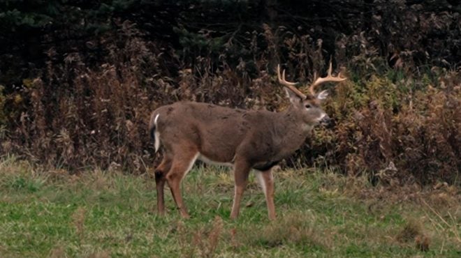 National Deer Association Publishes Video on How to Age Deer in the Field
