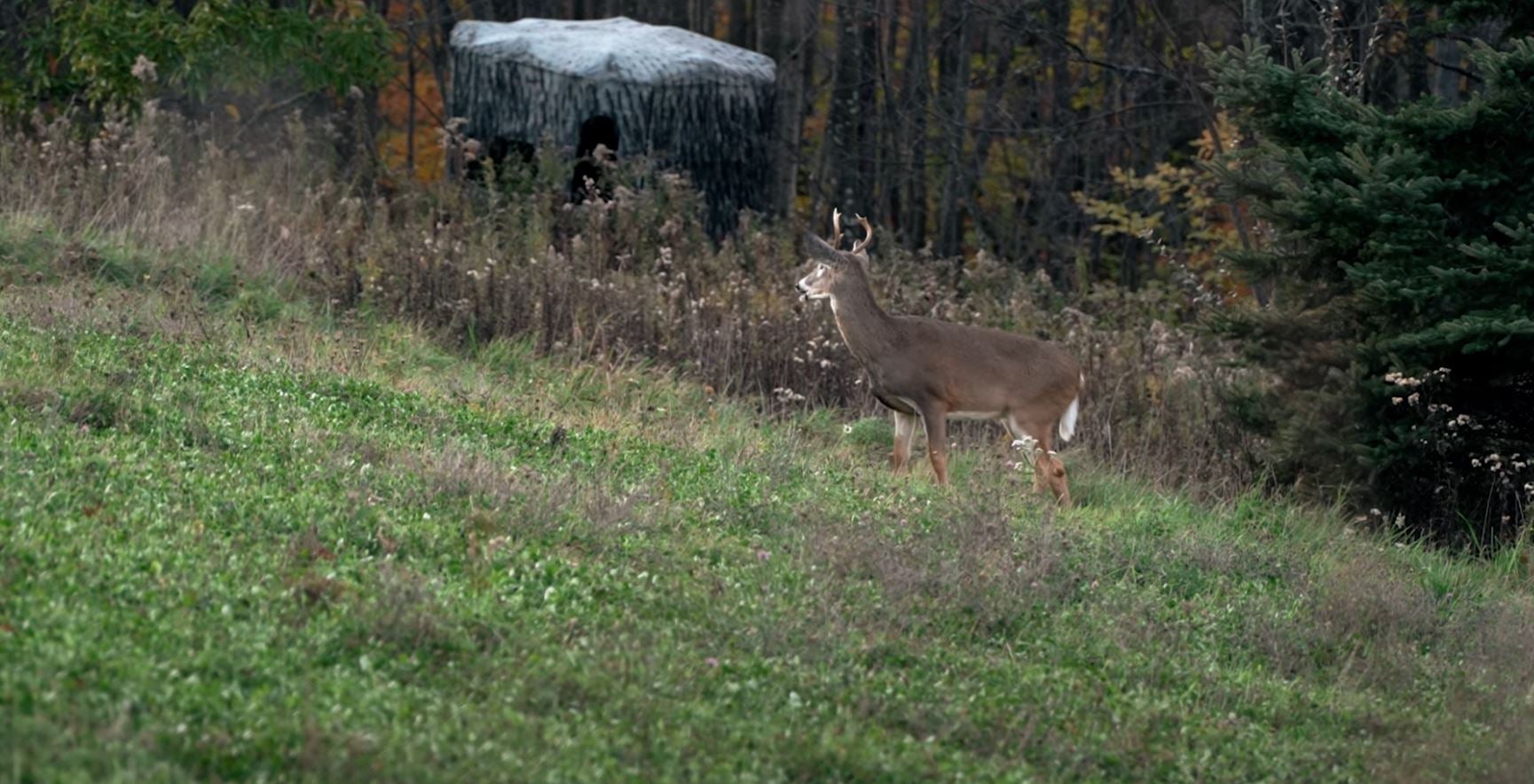 National Deer Association Publishes Video on How to Age Deer in the Field