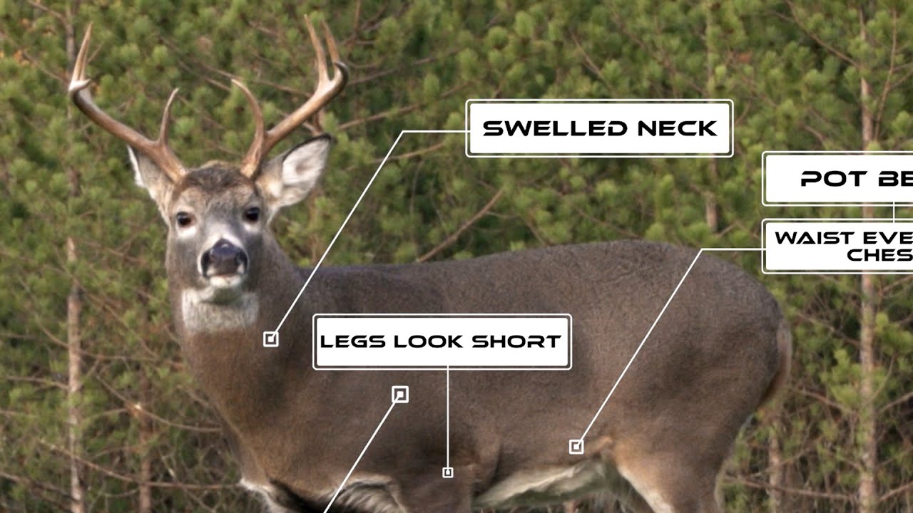 National Deer Association Publishes Video on How to Age Deer in the Field