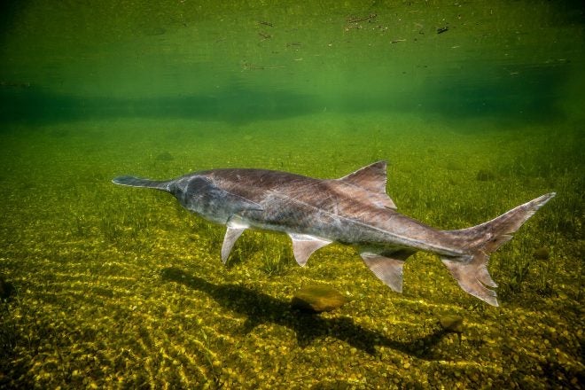Two Kentucky Men Receive Sentences for Paddlefish Poaching Two Kentucky Men Receive Sentences for Paddlefish Poaching
