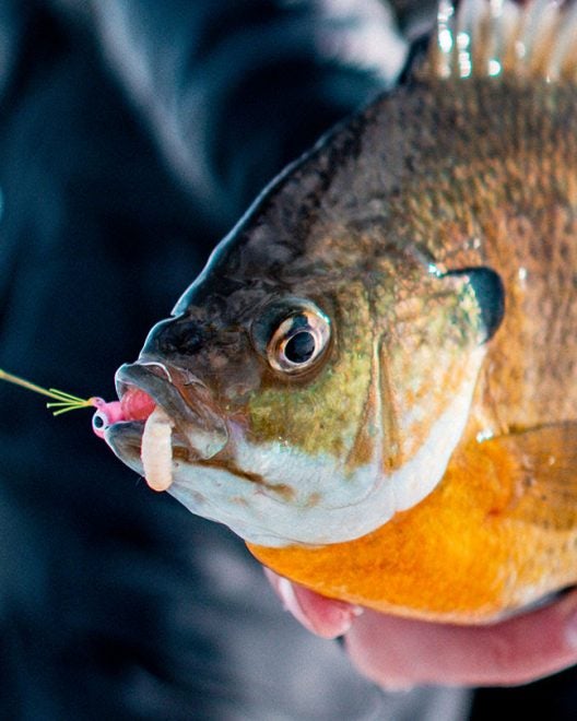 Tungsten Rigged Jigs NEW from Northland – Winter Panfish Chasers Tungsten Rigged Jigs NEW from Northland – Winter Panfish Chasers