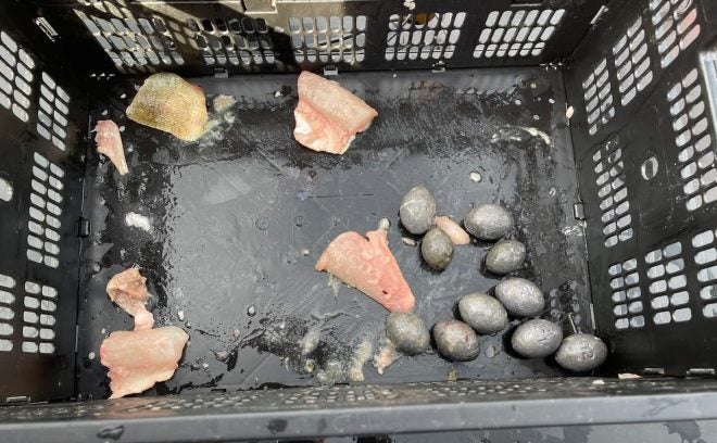 Lake Erie Walleye Cheaters Charged with Felonies Lake Erie Walleye Cheaters Charged with Felonies