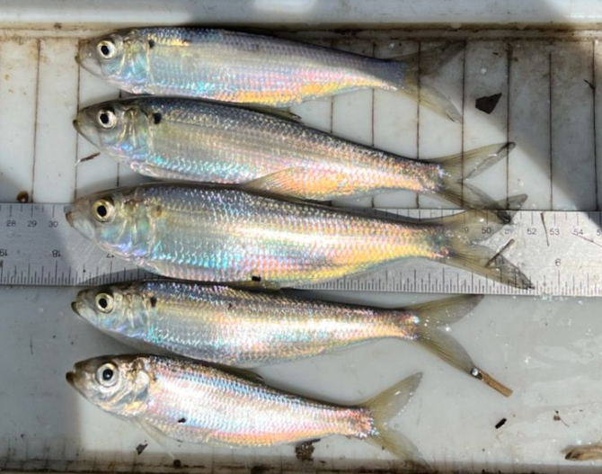 Georgia DNR Lake Allatoona Blueback Herring Proposal Georgia DNR Lake Allatoona Blueback Herring Proposal