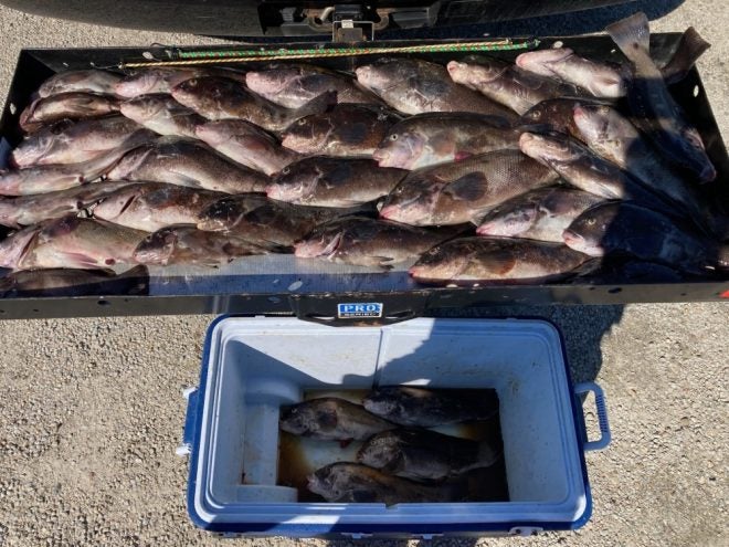 Rhode Island Poachers Busted: Short Tautog and Black Sea Bass