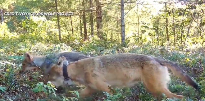 MN Voyageurs Wolf Project Documents Timberwolves Eating Blueberries
