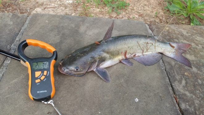 CAUGHT: Indiana Man Guilty of Importing 2600lbs of Live Catfish