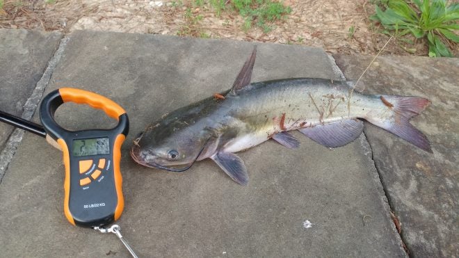 CAUGHT: Indiana Man Guilty of Importing 2600lbs of Live Catfish CAUGHT: Indiana Man Guilty of Importing 2600lbs of Live Catfish