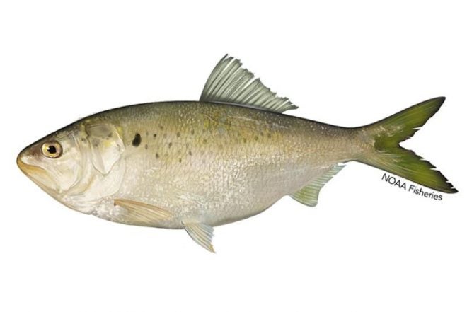 Possible End To Commercial Menhaden Fishing in Virginia Possible End To Commercial Menhaden Fishing in Virginia