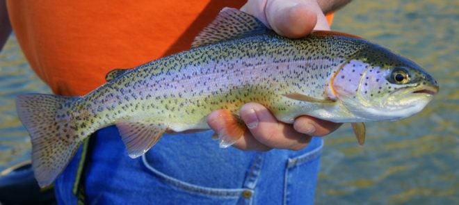 The Annual Rainbow Trout Stocking in Texas has Started