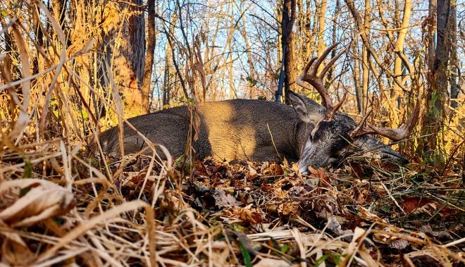 POTD: Minnesota Whitetail Buck in Hot Pursuit in the Fall Rut